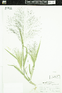 Panicum capillare image