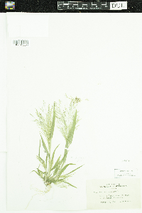 Panicum capillare image