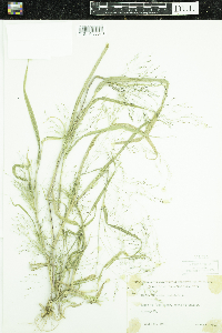 Panicum capillare image
