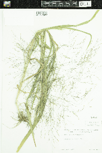 Panicum capillare image