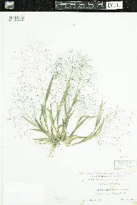 Panicum capillare image