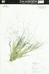 Panicum capillare subsp. capillare image