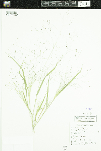 Panicum capillare image