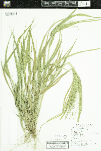 Panicum capillare image