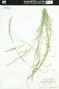Muhlenbergia mexicana image