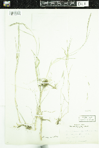 Muhlenbergia mexicana image