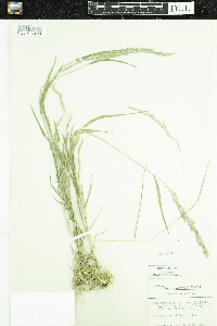 Muhlenbergia mexicana image