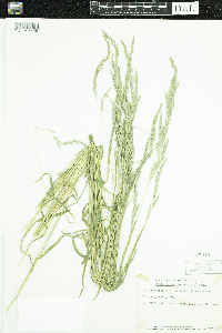 Muhlenbergia mexicana image