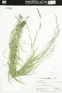 Muhlenbergia mexicana image
