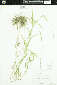 Muhlenbergia mexicana image