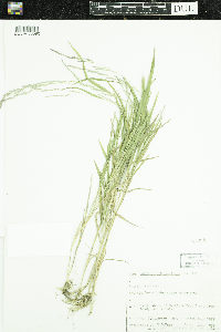 Muhlenbergia mexicana image