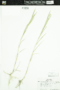 Thumbnail image of current specimen
