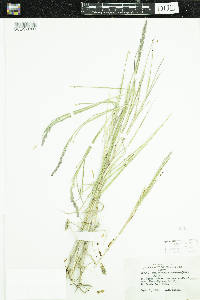 Thumbnail image of current specimen