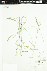 Thumbnail image of current specimen