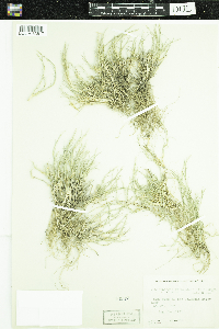 Muhlenbergia richardsonis image