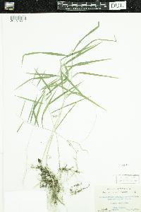 Muhlenbergia sobolifera image