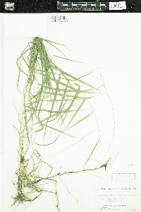 Muhlenbergia sobolifera image