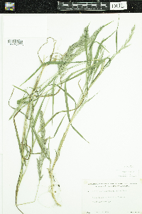 thumbnail image of current specimen