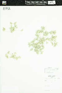 Munroa squarrosa image