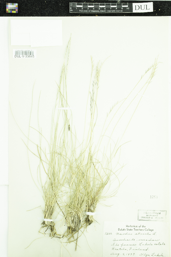 Nardus stricta image