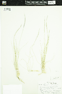 Nardus stricta image