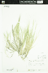 Muhlenbergia asperifolia image