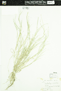 Muhlenbergia asperifolia image