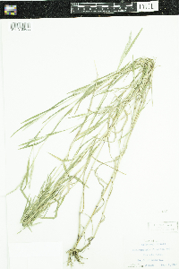 Muhlenbergia frondosa image