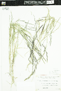 Muhlenbergia frondosa image
