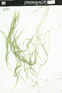 Muhlenbergia frondosa image