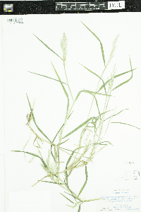 Muhlenbergia frondosa image