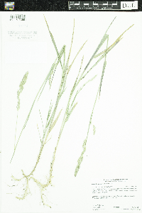 Muhlenbergia glomerata image