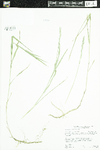 Muhlenbergia glomerata image