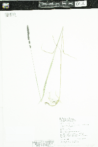 Muhlenbergia glomerata image