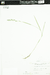 Muhlenbergia glomerata image