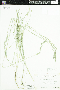 Muhlenbergia glomerata image