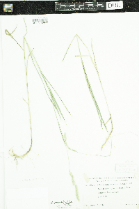 thumbnail image of current specimen