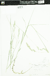 Muhlenbergia glomerata image