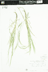 Muhlenbergia glomerata image