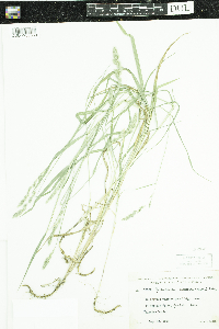 Muhlenbergia glomerata image