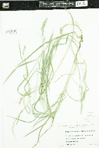 Muhlenbergia glomerata image