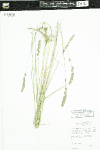 Muhlenbergia glomerata image