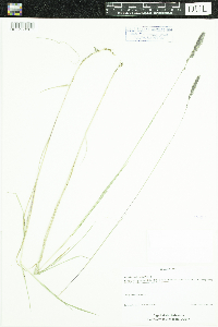 Muhlenbergia glomerata image