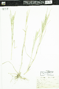 Muhlenbergia glomerata image
