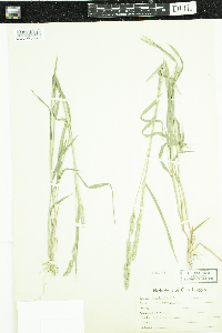 Muhlenbergia glomerata image