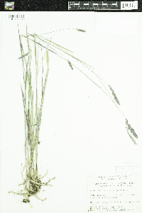 Muhlenbergia glomerata image