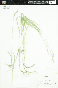 Muhlenbergia glomerata image