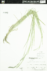 Muhlenbergia glomerata image