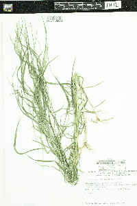 Muhlenbergia mexicana image