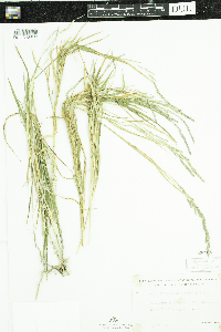 Muhlenbergia mexicana image
